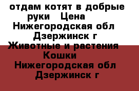 отдам котят в добрые руки › Цена ­ - - Нижегородская обл., Дзержинск г. Животные и растения » Кошки   . Нижегородская обл.,Дзержинск г.